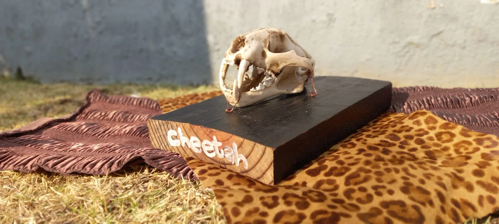 Front three-quarter view of cheetah skull sculpture and presentation base